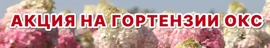 Гортензии ОКС