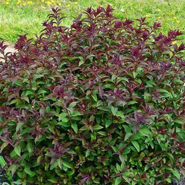 Спирея японская "Мерло Грин"