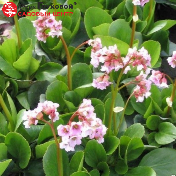 Бадан гибридный "Беби Долл"