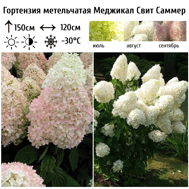 Гортензия метельчатая "Меджикал Свит Саммер"