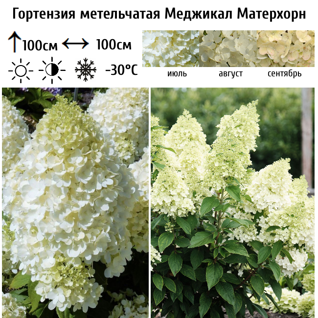 Гортензия метельчатая "Меджикал Матерхорн"