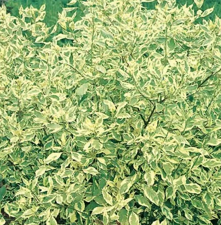 Дерен белый "Крим Крекер"