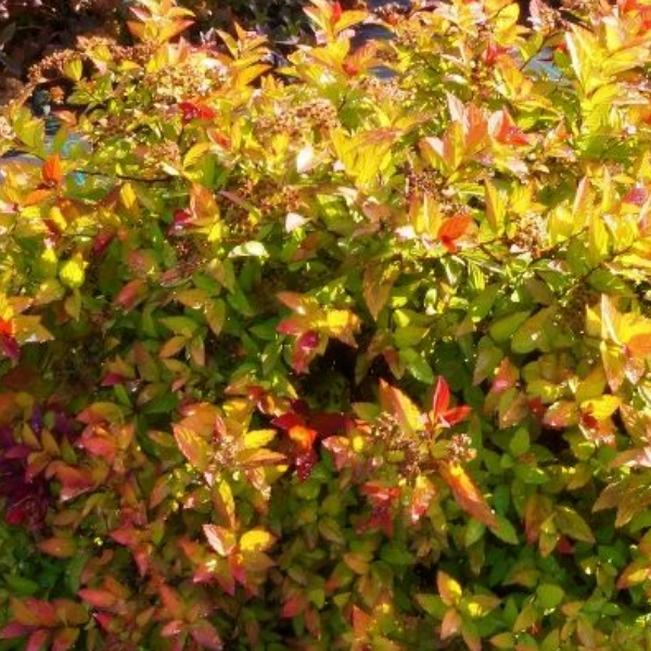 Спирея японская "Мэджик Карпет"