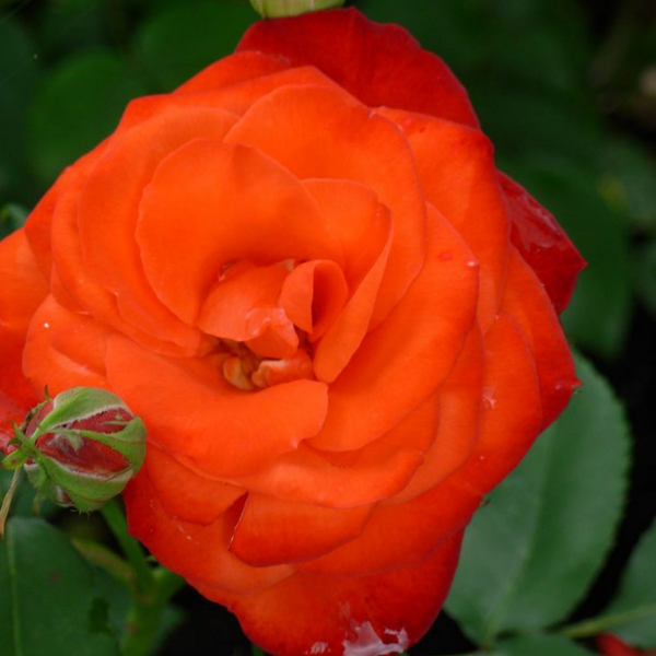 Роза флорибунда "Diablotin"