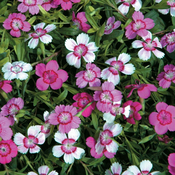Гвоздика травянка "Микрочип микс"