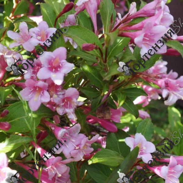 Вейгела цветущая  "Пинк Принцесс"