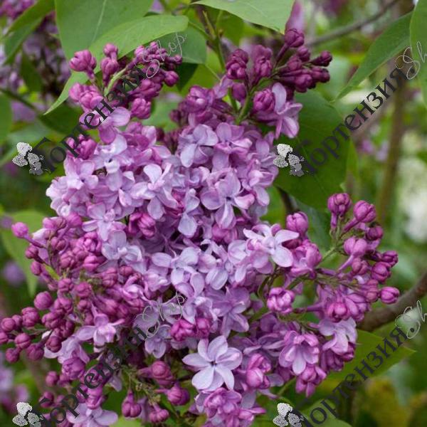 Сирень обыкновенная "Генерал Персинг"