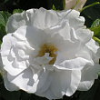 Роза Ругоза 