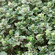 Тимьян лимоннопахнущий  