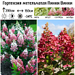Гортензия метельчатая 
