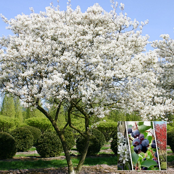 Ирга Ламарка  