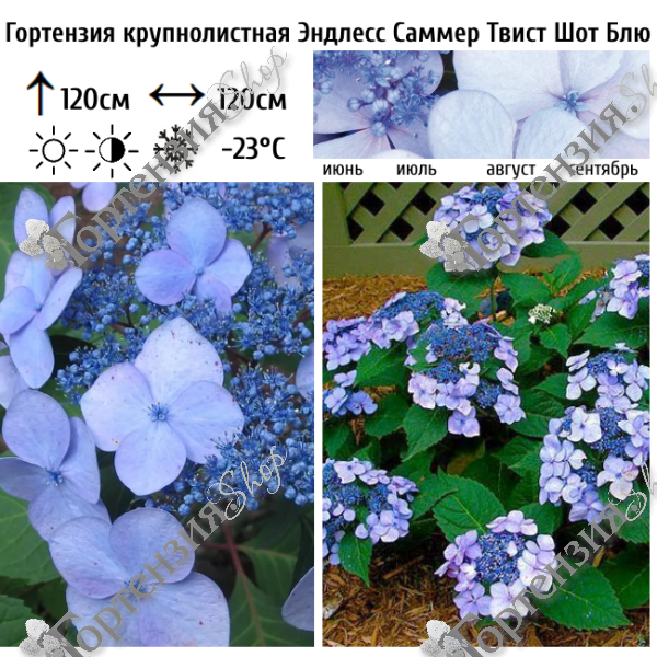 Гортензия крупнолистная "Эндлесс Саммер Твист Шот Блю"