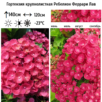 Гортензия крупнолистная "Ребелион Феррари Лав" 