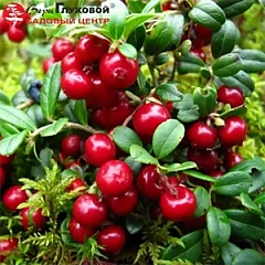 Плодовые деревья и кустарники