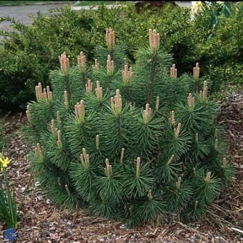 Сосна горная "Пумилио"  