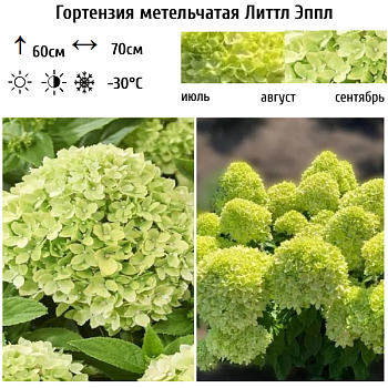 Гортензия метельчатая "Литтл Эппл" 