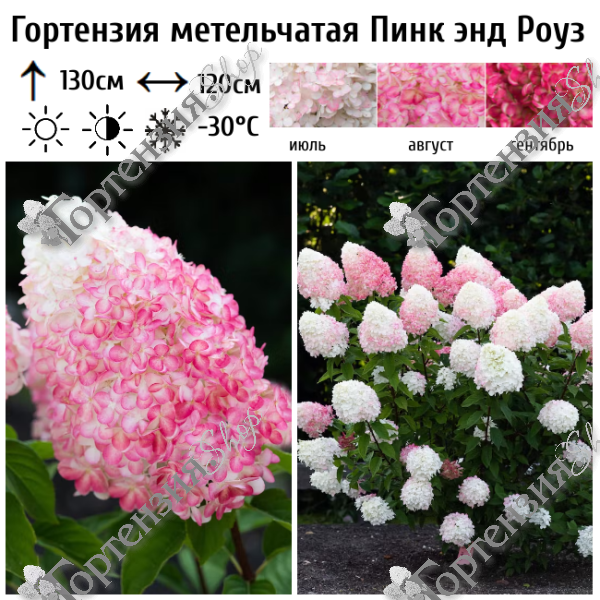 Гортензия метельчатая "Пинк энд Роуз"