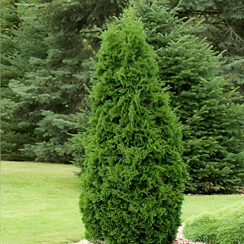 Туя западная "Пирамидалис Компакта" 