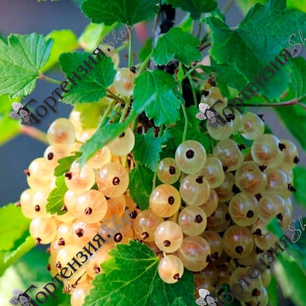 Смородина белая "Зитавия"