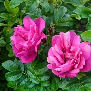 Роза Ругоза "Moje Hammarberg" 