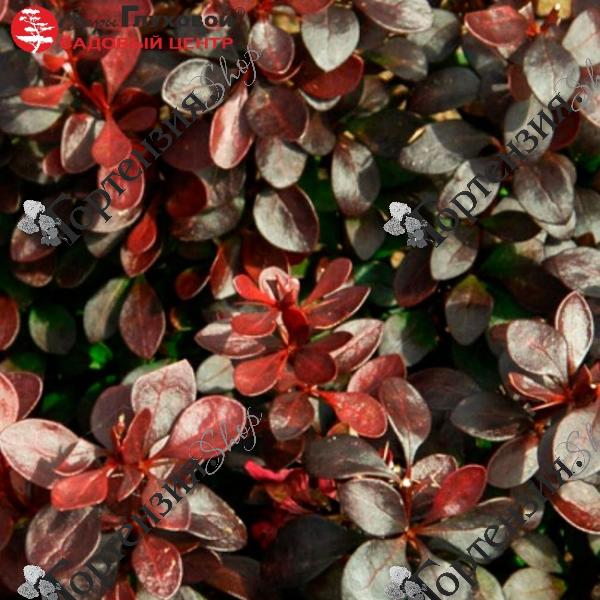 Барбарис Тунберга "Саммер Шоколад"