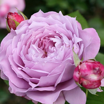 Роза флорибунда "Novalis" 