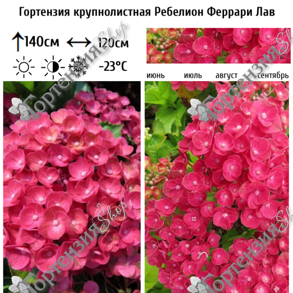 Гортензия крупнолистная "Ребелион Феррари Лав"