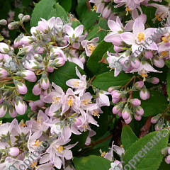 Дейция