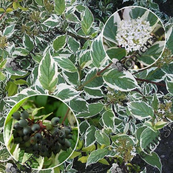 Дерен белый "Сибирика Вариегата"