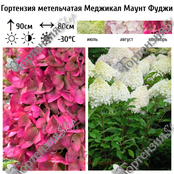 Гортензия метельчатая "Меджикал Маунт Фуджи"