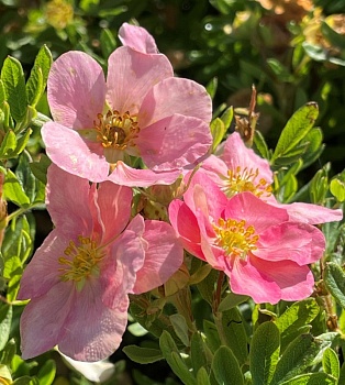 Лапчатка кустарниковая "Ловели Пинк" 