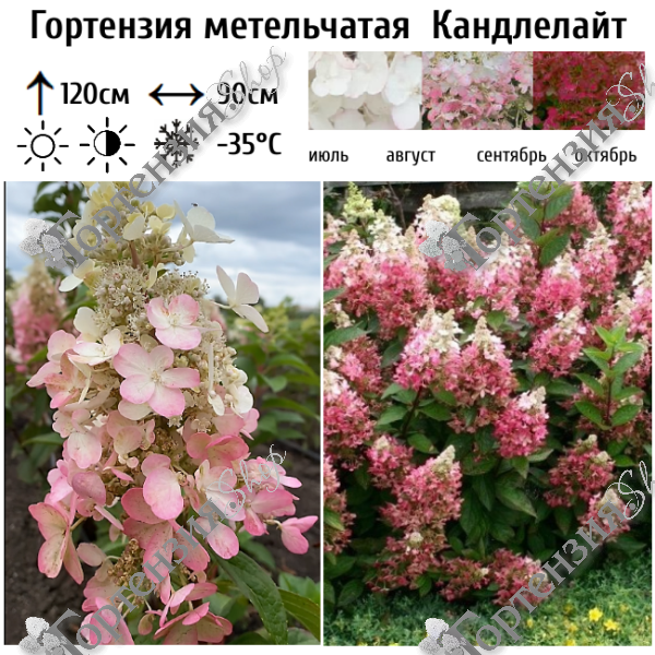 Гортензия метельчатая "Канделайт"