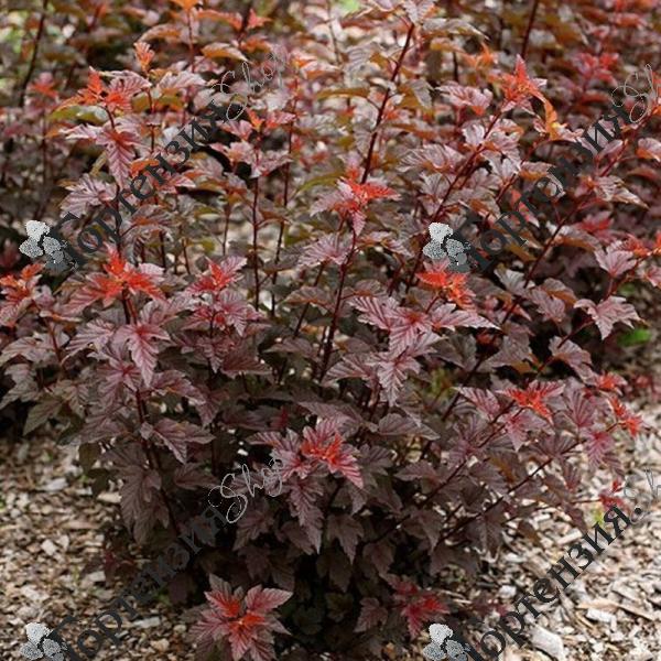 Пузыреплодник калинолистный "Леди ин Рэд"