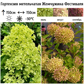 Гортензия метельчатая "Жемчужина Фестиваля" 